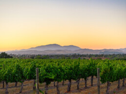Vineyard in Livermore Valley with Mountain in Background
