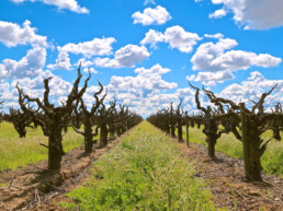 Old Grape Vines in Lodi