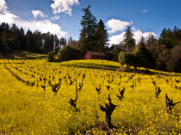 Vineyard scene among yellow wildflowers